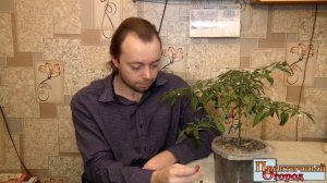 Перец комнатный острый Феникс. Обзор.