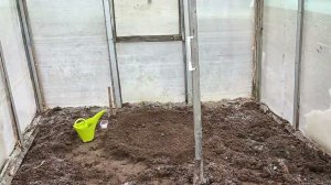 Высадил в парник пророщенную семечку от тыквы весом 783 кг . Растим большие тыквы.