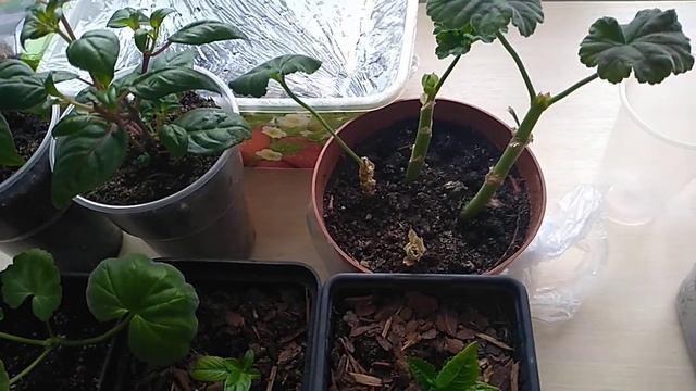 Размножение Бегонии листом. смотреть онлайн