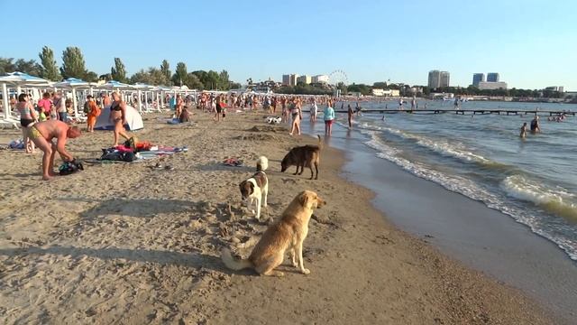 Анапа Центральный пляж сегодня видео загружено 17 июля 2023 смотреть онлайн