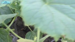 Как должна выглядеть рассада огурцов перед высадкой.