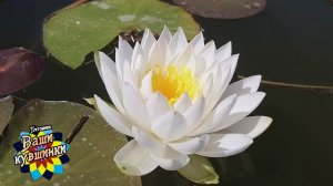 Нимфея Saraswathy / Sarasvati (Сарасвати) кувшинка, waterlily, водные растения, пруд