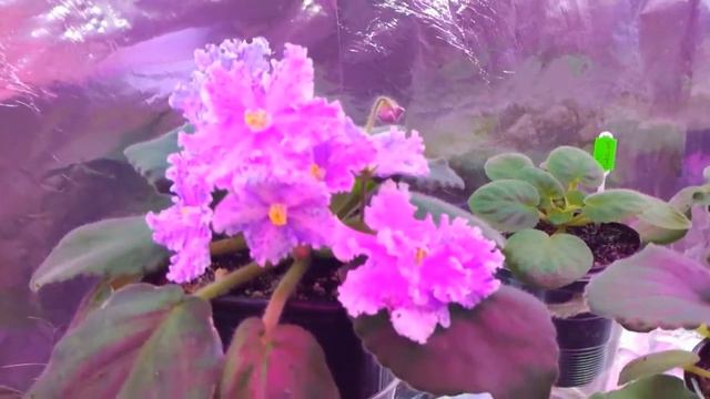 Обзор моих фиалок на 7.11.2017 смотреть онлайн