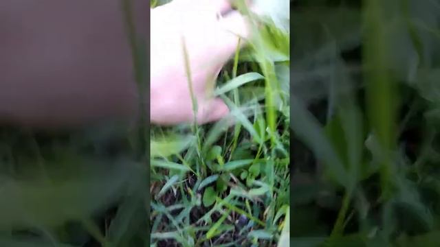 Как вырастить Лесные ягоды у себя во дворе. Земляника смотреть онлайн