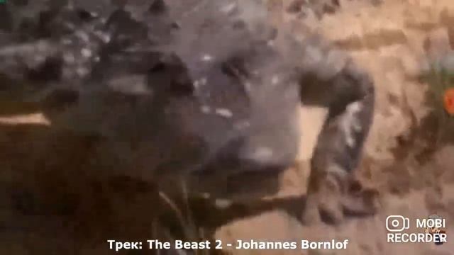 акула крокодил купаться на речку фу купается акула крокодил вода горячо камень трава дерево солнце смотреть онлайн