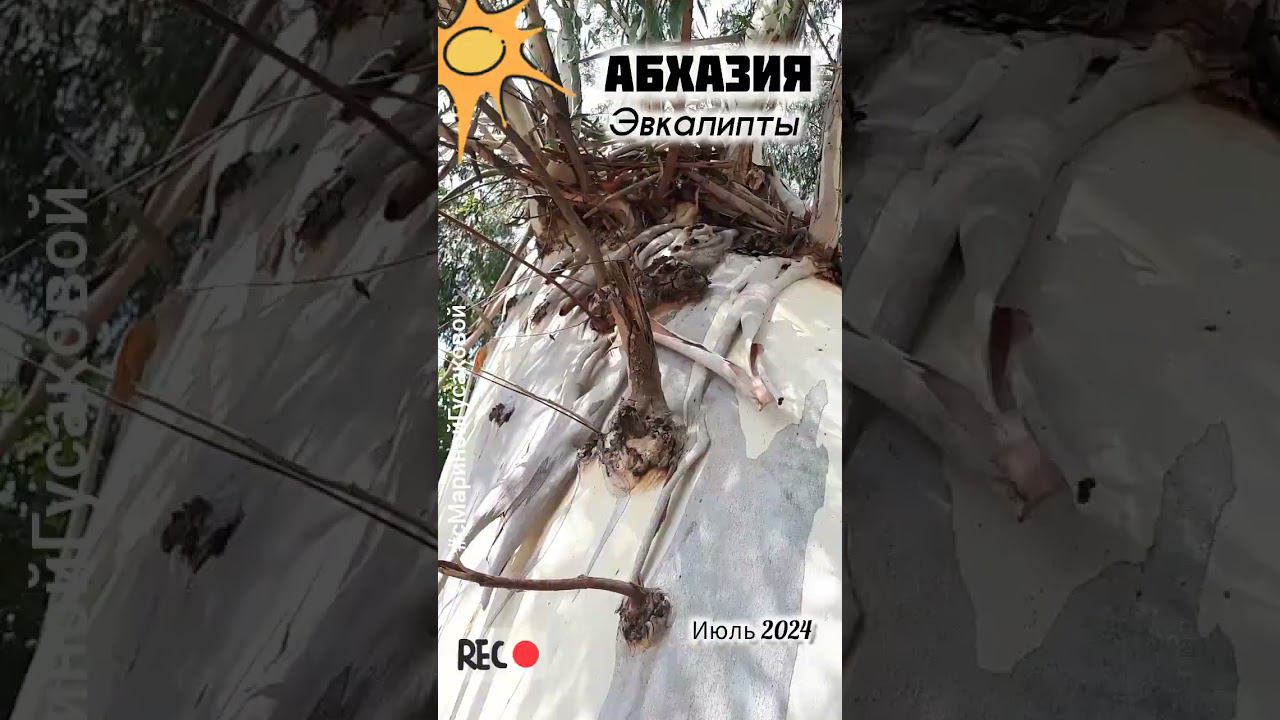Абхазия ЭВКАЛИПТЫ - деревья насосы, чтобы осушить заболоченные места смотреть онлайн