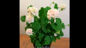 254. Sophie Emma소피 엠마 Pelargonium
