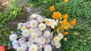 Осенние цветы