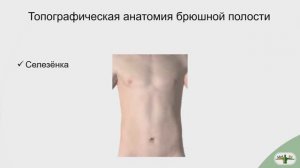 Брюшная полость СЕЛЕЗЁНКА