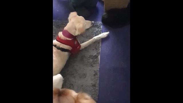 My soul family Saluki greyhound collie x смотреть онлайн