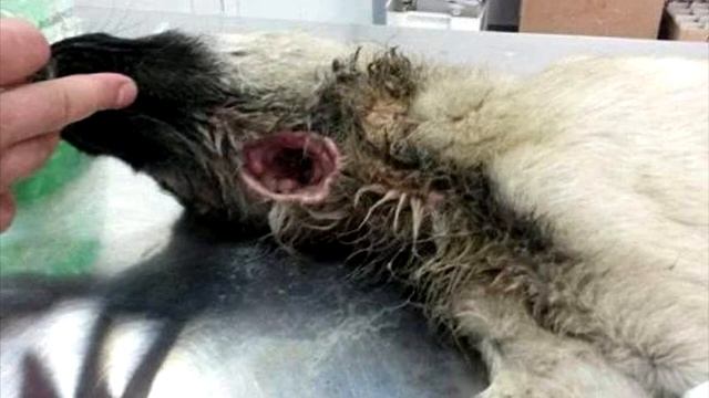 Её все гнали прочь… Собака с дырой в горле не ждала спасения смотреть онлайн