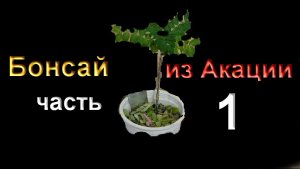 1.Бонсай с самого начала из желтой акации часть 1 Bonsai from the start of yellow acacia part 1.mp4