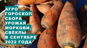 Агрогороскоп сбора урожая и закладки на хранение моркови и свёклы в сентябре 2022 года