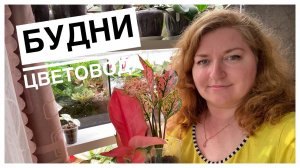 Будни цветовода _ Гатчина _ Посылочка с новыми Аглаонемами _ 28.05.2022г..mp4