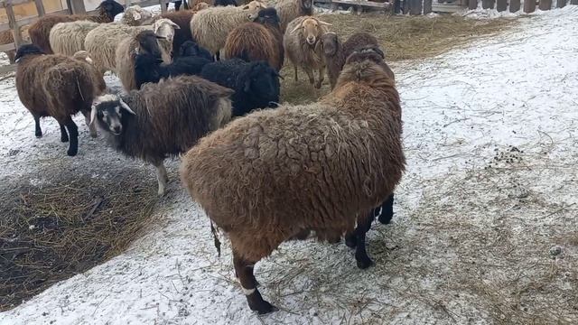 Эдильбаевские овцы а "СИБИРИ" выпустил Лялю в общий загон. смотреть онлайн