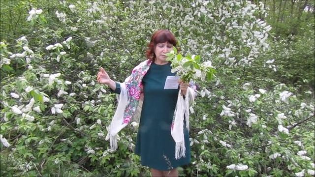 Черёмуховая роща. Аркадий Букетов. Перевод Николая Кутова. Среди деревьев эстафету белого цвета начи