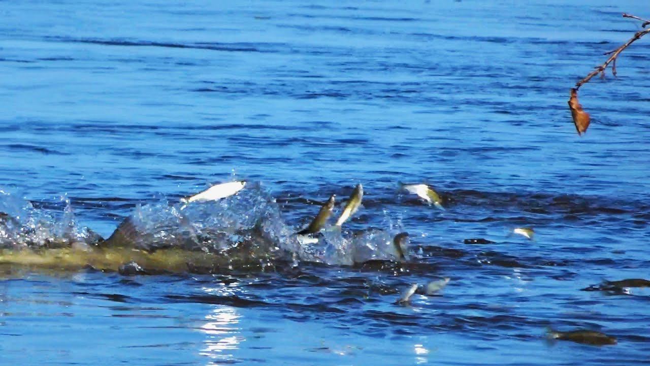 Хищники вышли на охоту! Такой Рыбалки на спиннинг вы ещё не видели смотреть онлайн