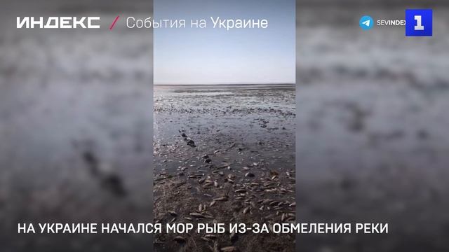 На Украине начался мор рыб из-за обмеления реки