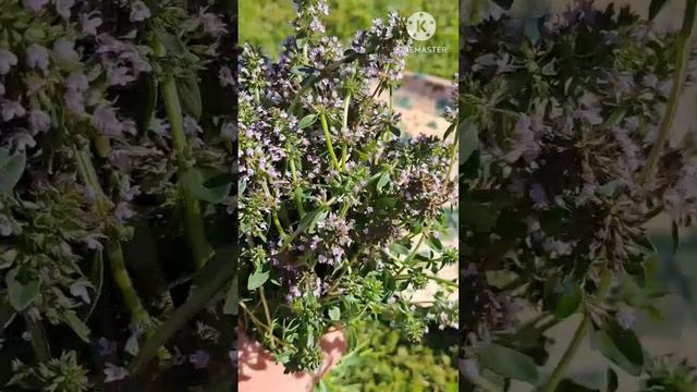 Время запасать чабрец