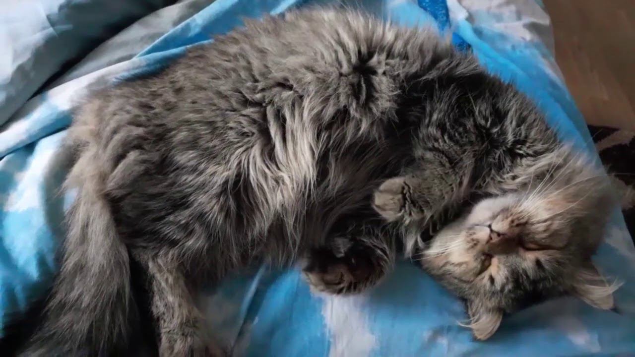 кот во сне шевелит лапами смотреть онлайн