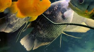 Рыбка гурами. Промысловые гурами