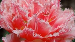 Тюльпан бахромчатая Криспион Лав (crispion love) ? обзор: как сажать, луковицы тюльпаны Криспион Ла