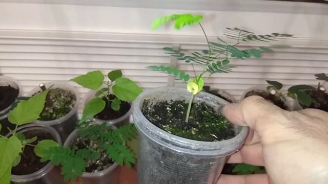 Альбиция ленкоранская. От семечка до 5 месячного ростка/Albizia Lankaran смотреть онлайн