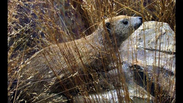 ДАМАНЫ часть 2 смотреть онлайн