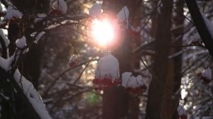 Олег Алябин -"Рябина на снегу"