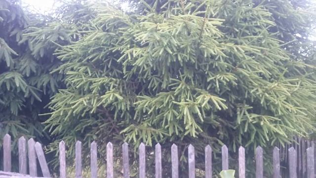 дача 10 06 18 смотреть онлайн