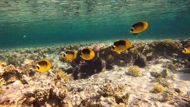 Самый спокойный отель Radisson Blu Resort El Quseir (Радисон Балу Эль Кусейр ) Египет Марса Алам смотреть онлайн