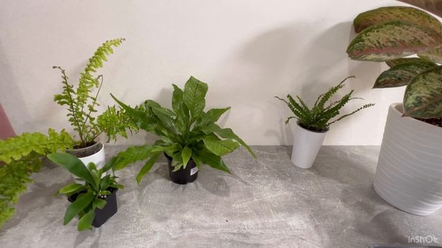 Новинки растений / #папоротник ￼ смотреть онлайн