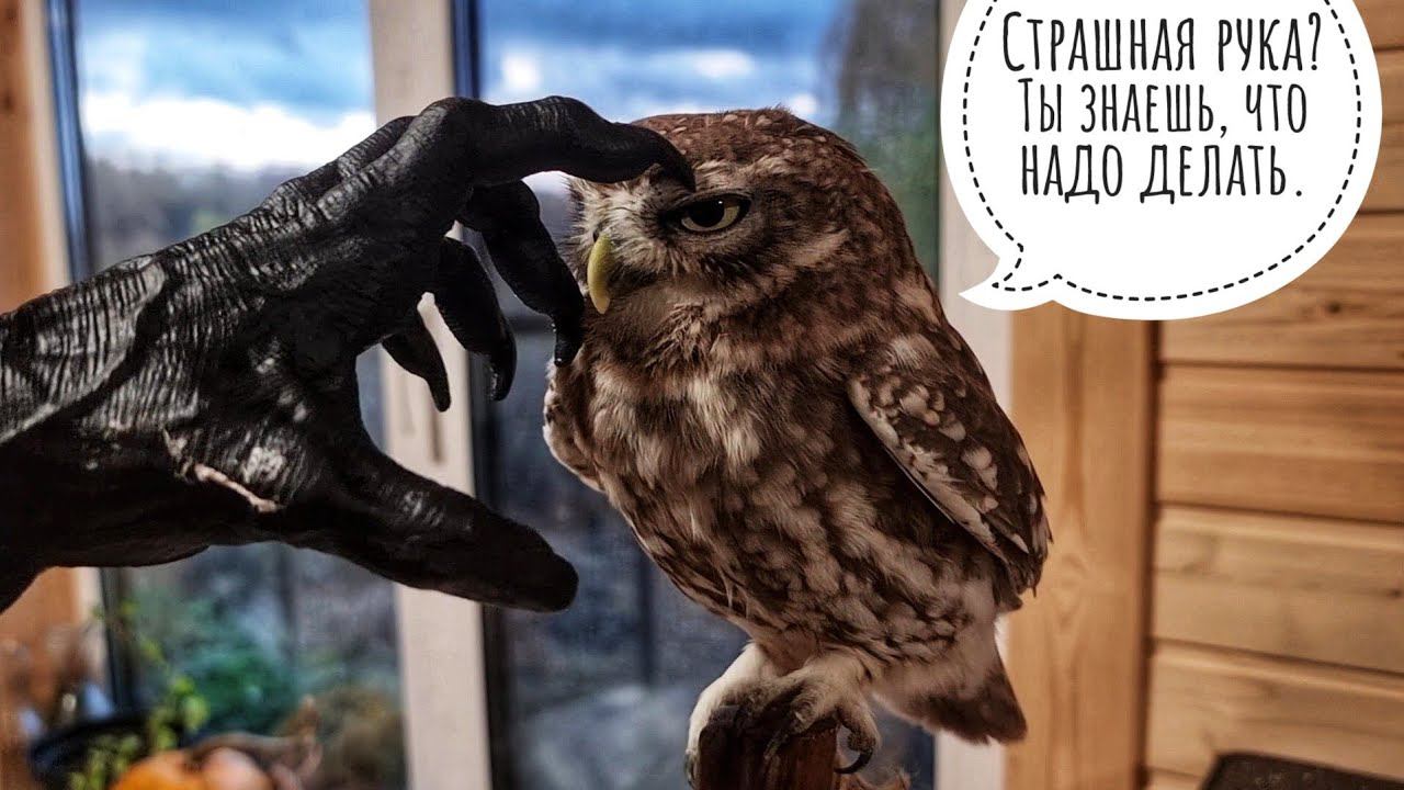Хотела сделать страшное видео с совой, но что-то пошло не так