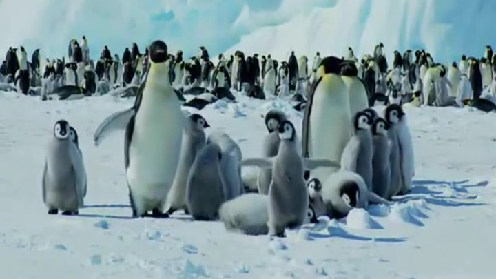 АНТАРКТИДА! Видео: Завораживающий мир пингвинов; Музыка: Mike Rowland - Listen To My Heart