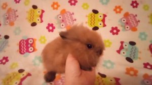 Кролик минор декоративный