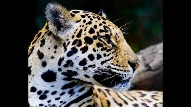 как научиться фотографироваться
