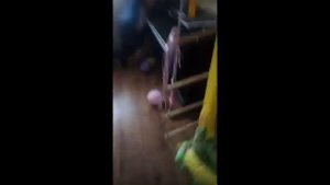 Бежал от собаки ,описалась