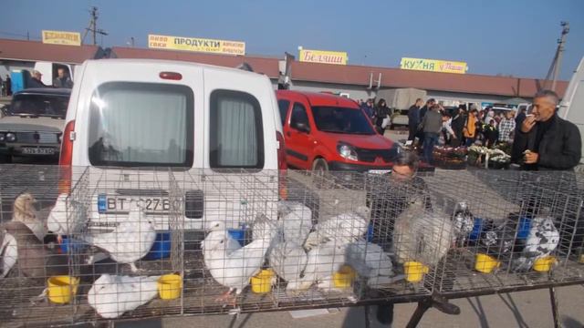 Выставка голубей 26 октября в Копанях смотреть онлайн