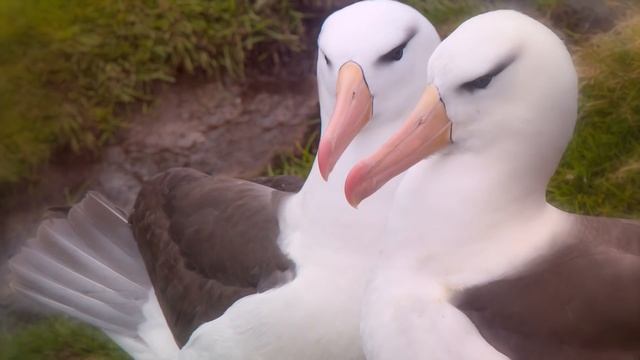 These Are 10 Animals That Mate For Life смотреть онлайн