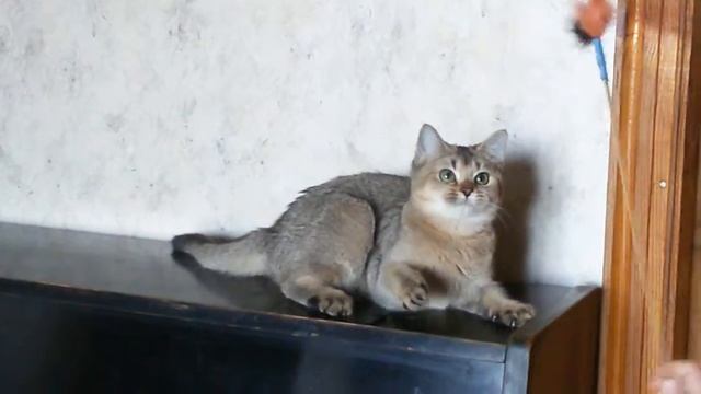 Продажа - золотой британский котенок - девочка/For Sale - Golden British kitten female
