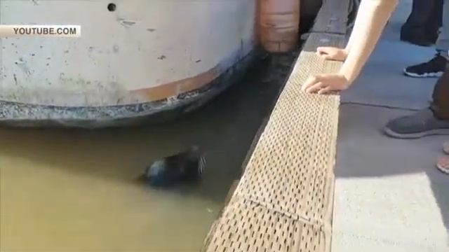 Морской лев утащил ребенка под воду видео смотреть онлайн
