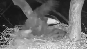 нападение совы на орла