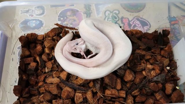 SUPER MOJAVE BALL PYTHON FEEDING #3