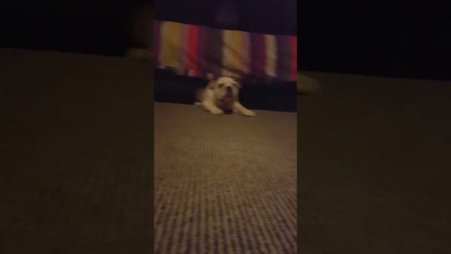 British bulldog puppy Dora playing.