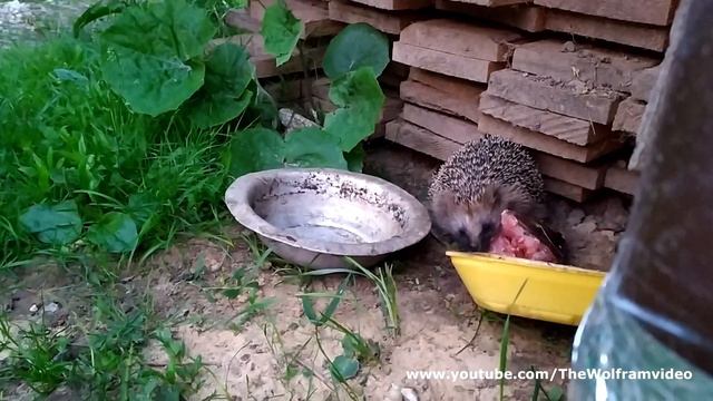 Ёжик ест рыбу смотреть онлайн