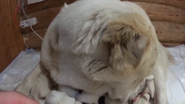 ЩЕНКИ АЛАБАЯ 1 ДЕНЬ смотреть онлайн