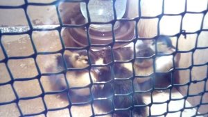 Выводим мулардов дома