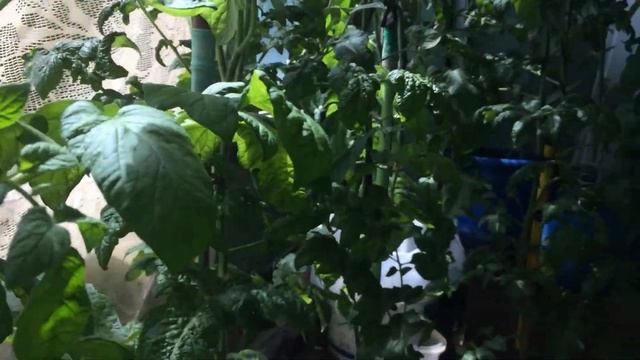 12 Июня )))Томаты меня огорчают психанула ??? смотреть онлайн