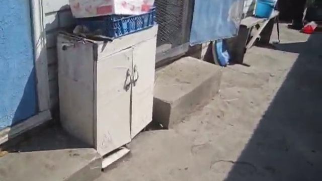 БЕЛЬГИЙСКИЙ ВЕЛИКАН