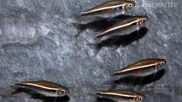 ЧЁРНЫЙ НЕОН(ОБЗОР)